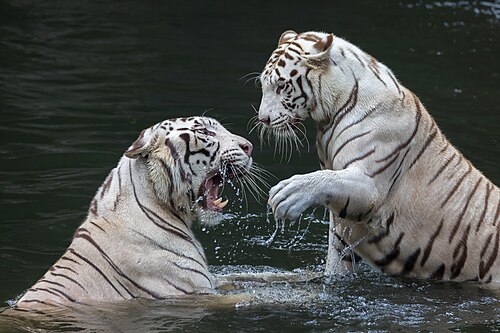 Two white tigers playing in the water at Singapore Zoo